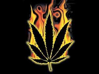 cannabis burning leaf