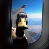 wild duck next to airplane
